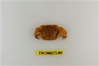 藏品(字纹弓蟹)的圖片